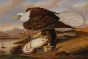 A picture of an eagle with a dead fish