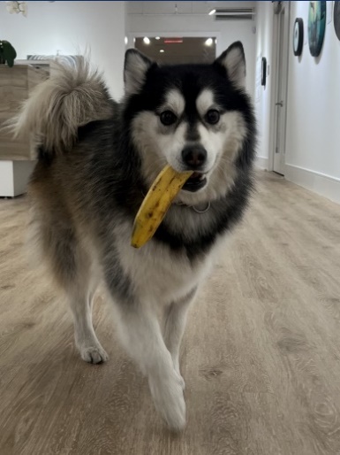 A dog with a banana in its mouthDescription automatically generated